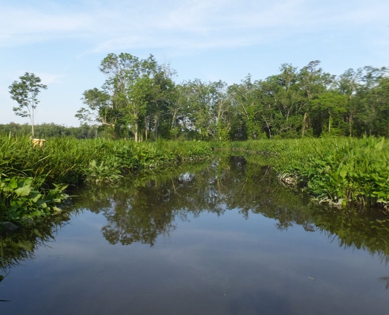 Sunny natural scenery