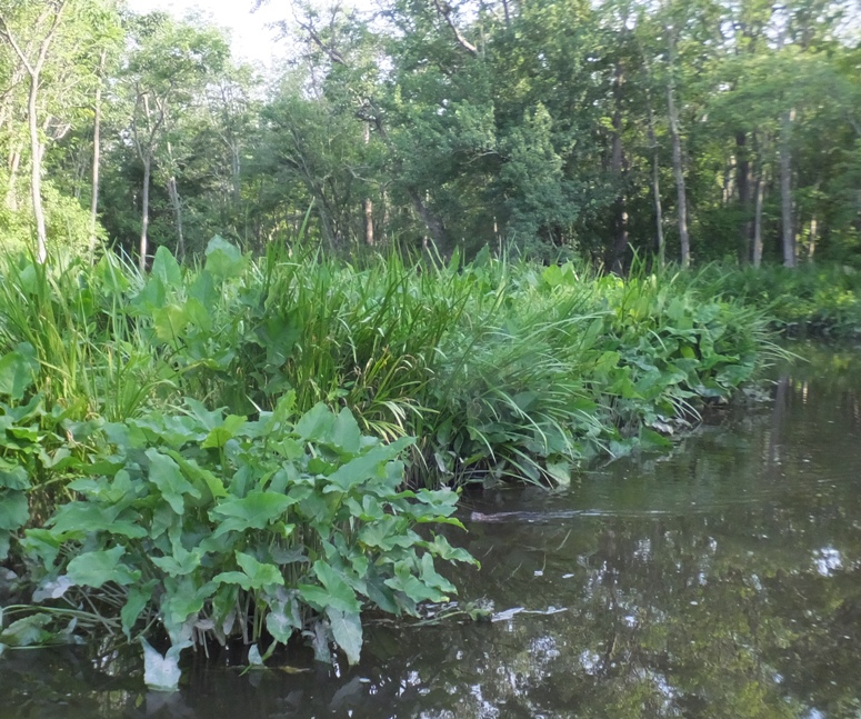 Muskrat swimming among greenery