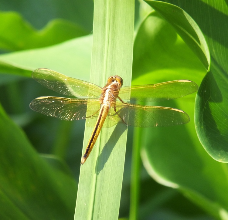 Top view of Needham's skimmer dragonfly