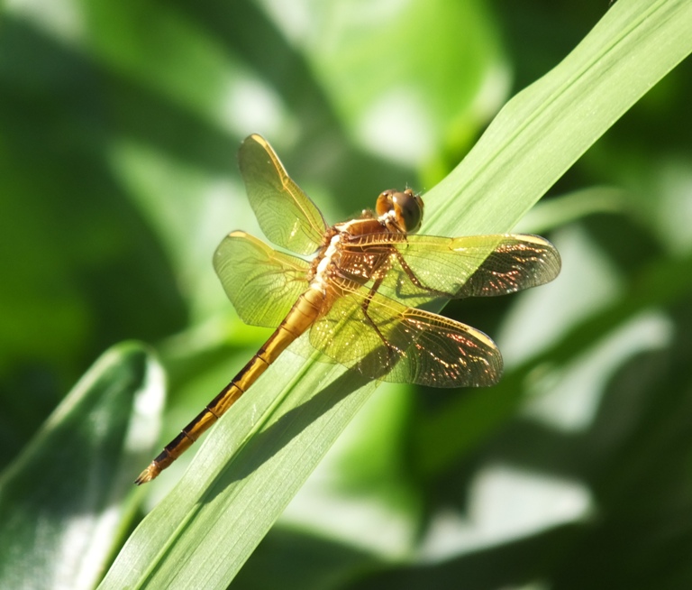 Side view of Needham's skimmer dragonfly