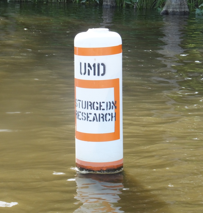 Sturgeon research buoy
