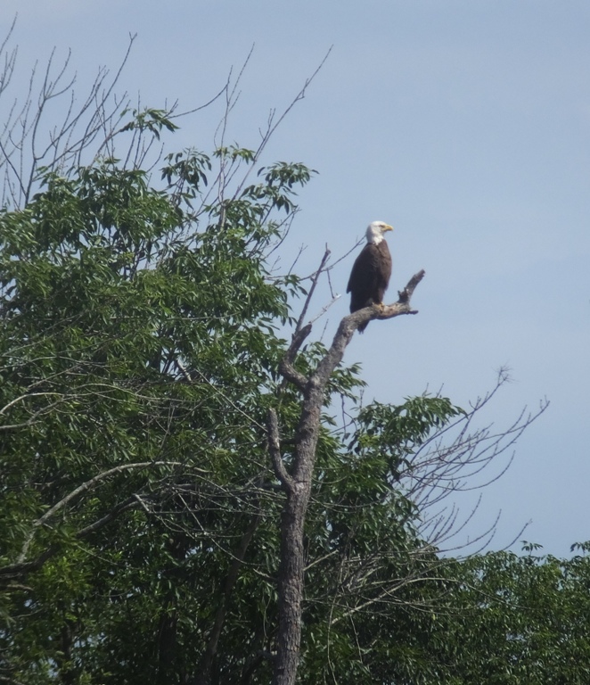 Bald eagle in tree