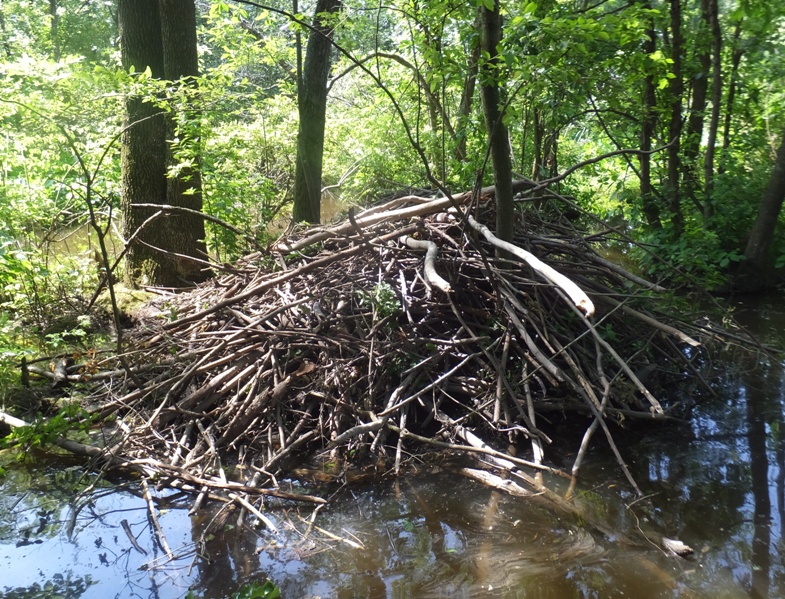 Beaver lodge
