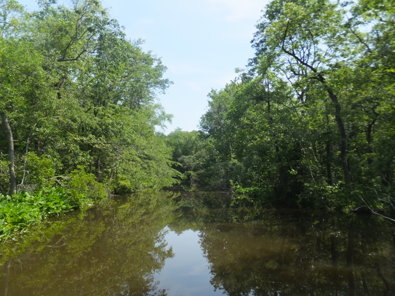 Waterway with lots of greenery