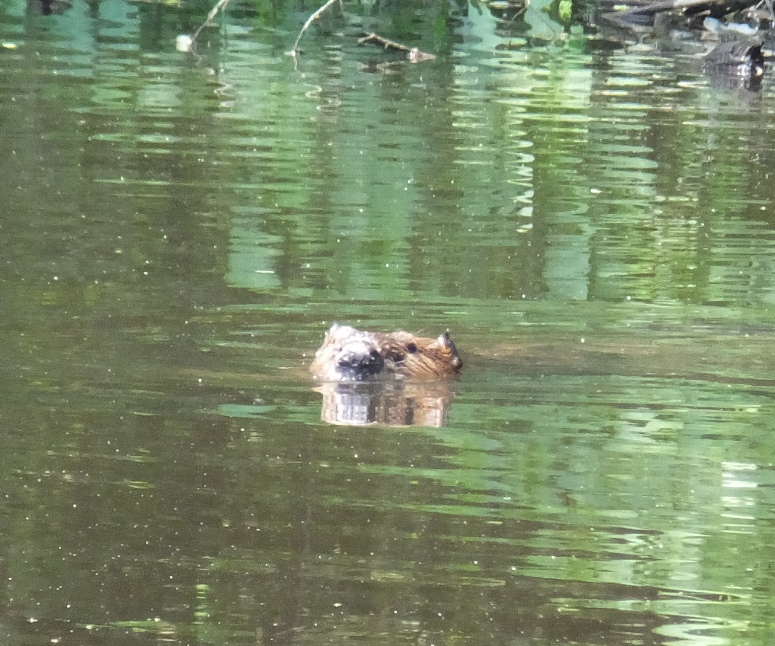 Beaver swimming