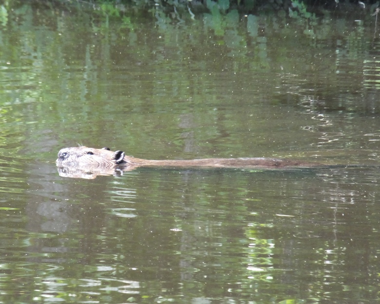 Side view of beaver swimming