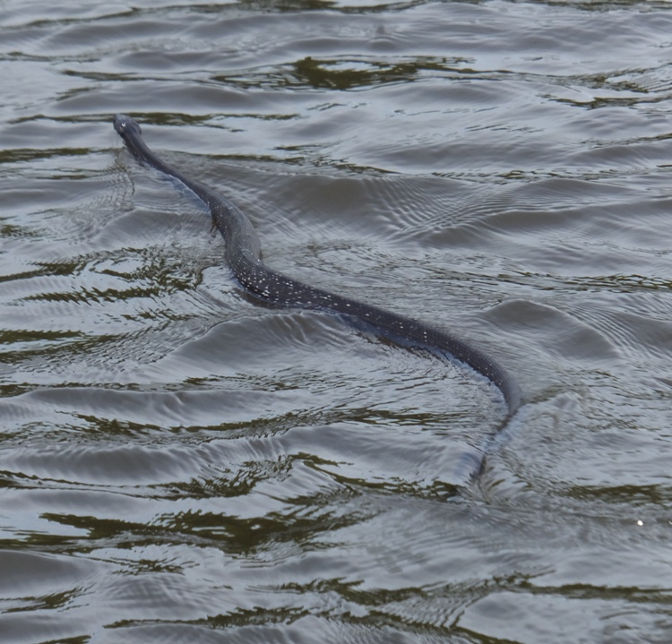 Black rat snake swimming