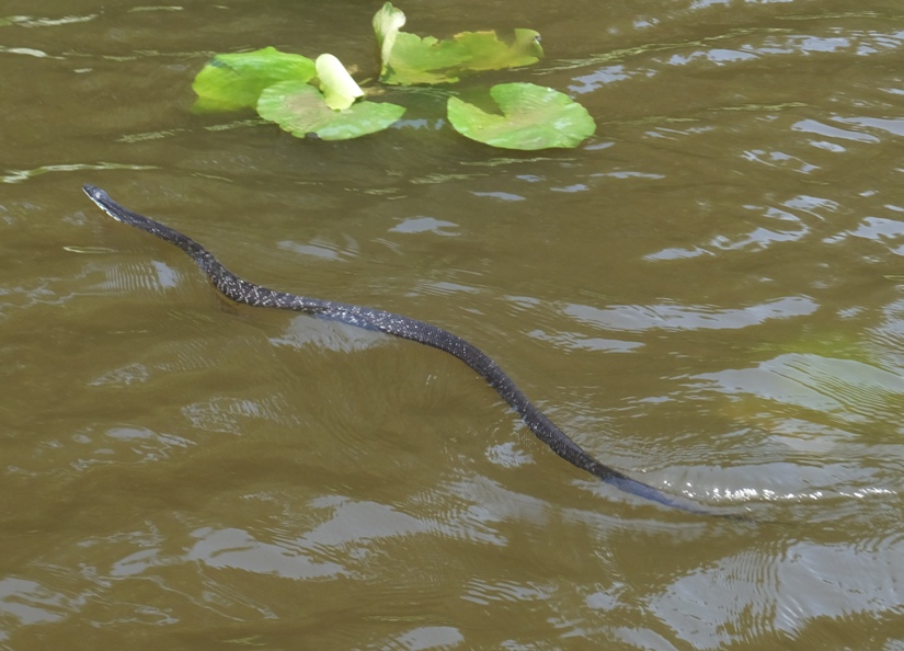 Black rat snake swimming near leaves