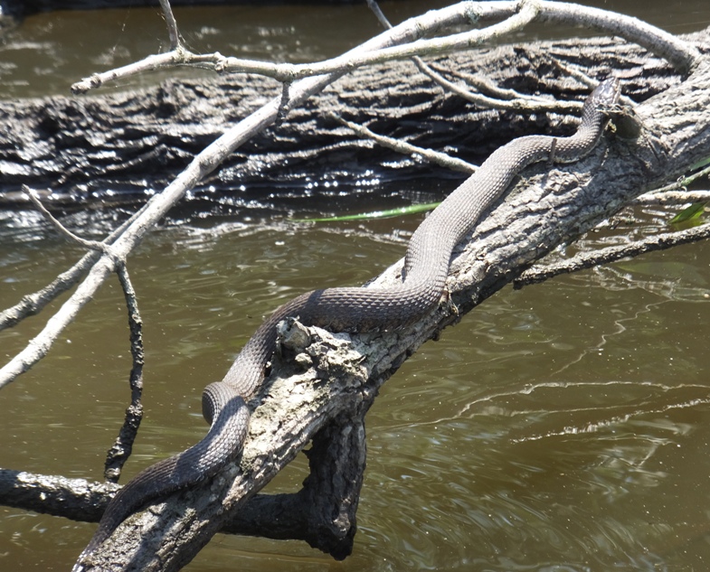 Rear view of northern water snake on branch