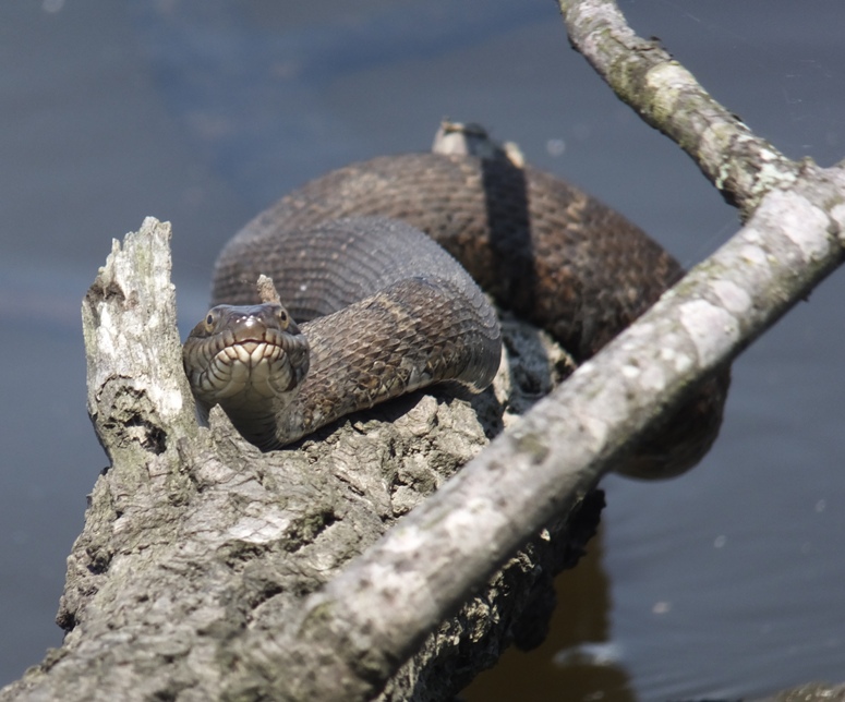 Front view of northern water snake on branch