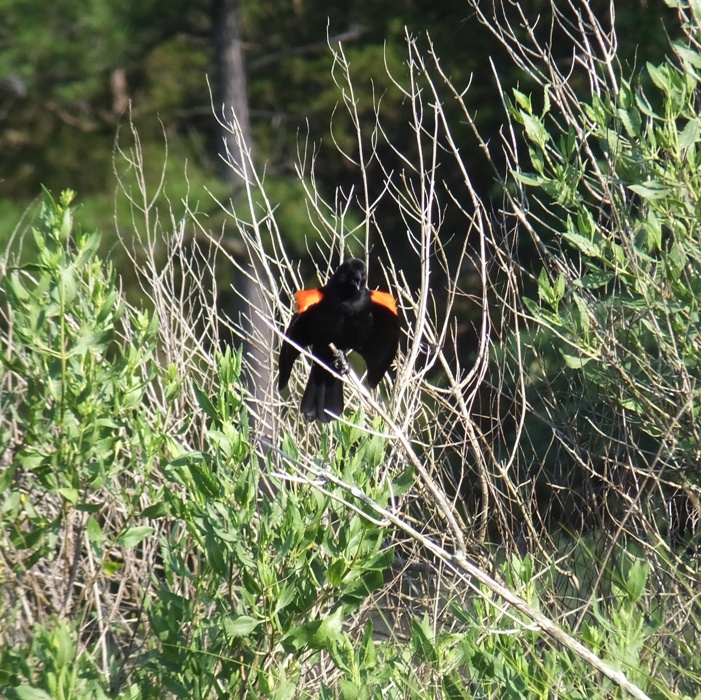 Redwing blackbird making a call, lifting its wings in doing so