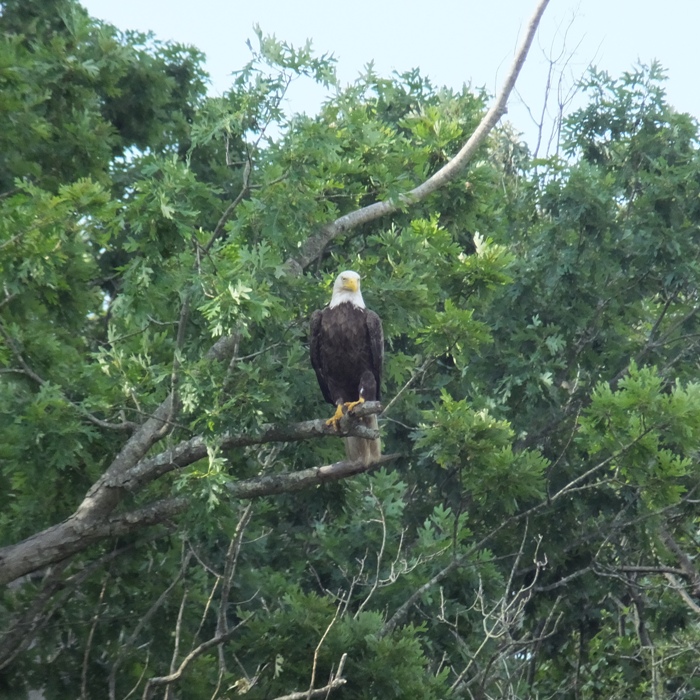 Bald eagle in tree