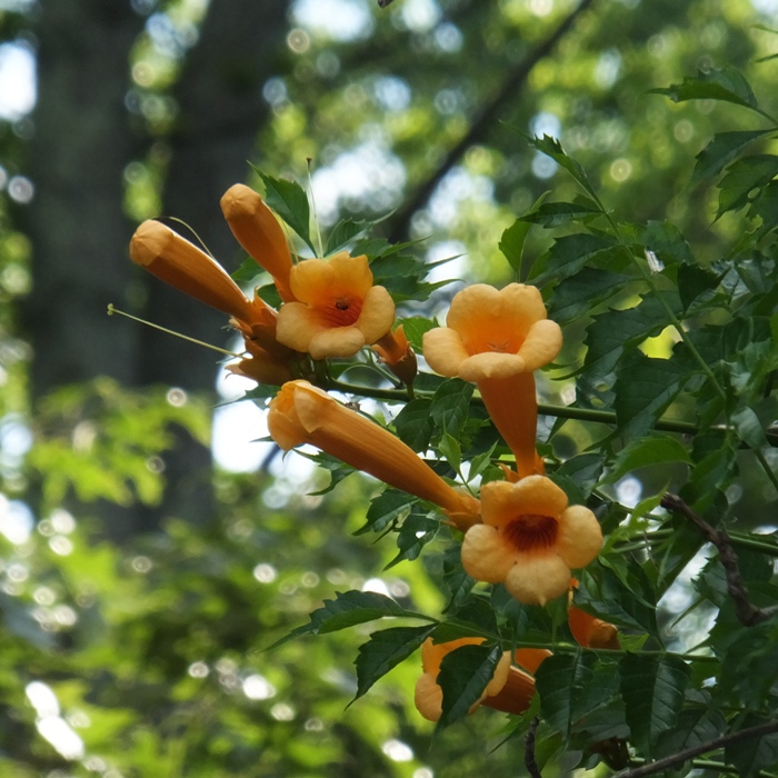 Orange hummingbird trumpet creeper