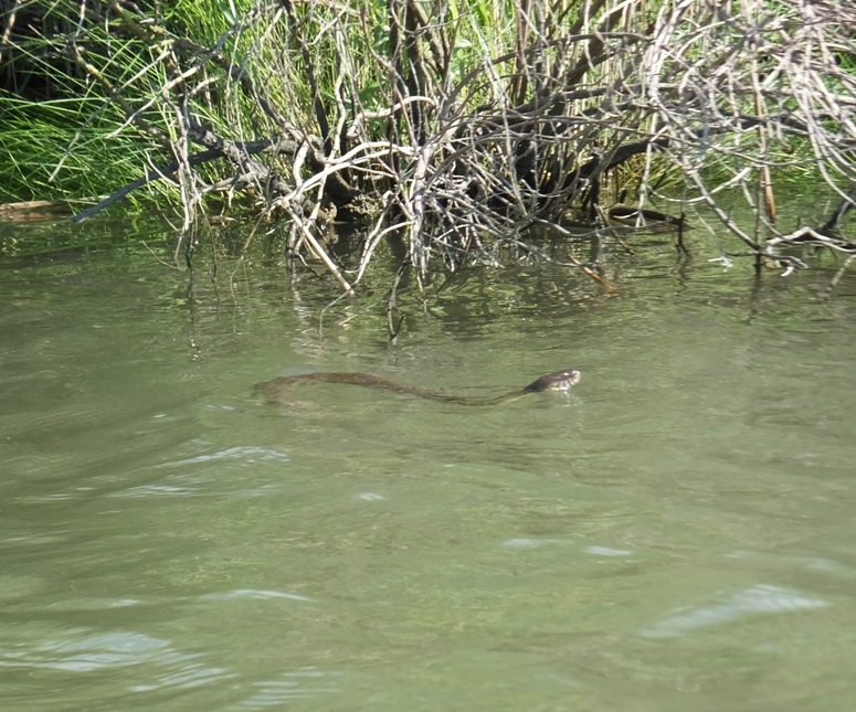 Northern water snake swimming