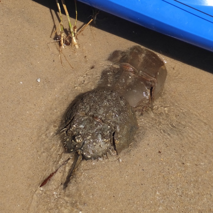 Horseshoe crabs by kayak