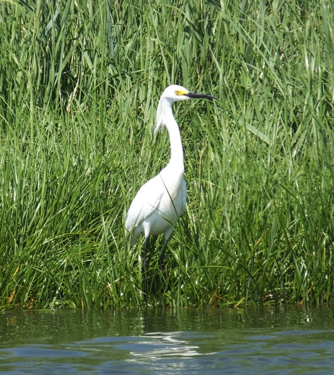 Great egret standing in the grasses by the water
