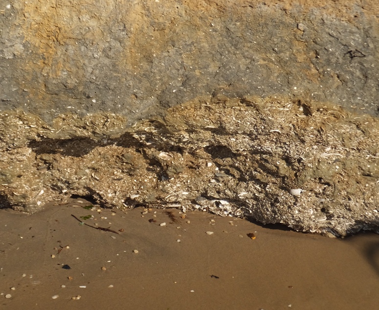 Shell remnants embedded in base of cliff
