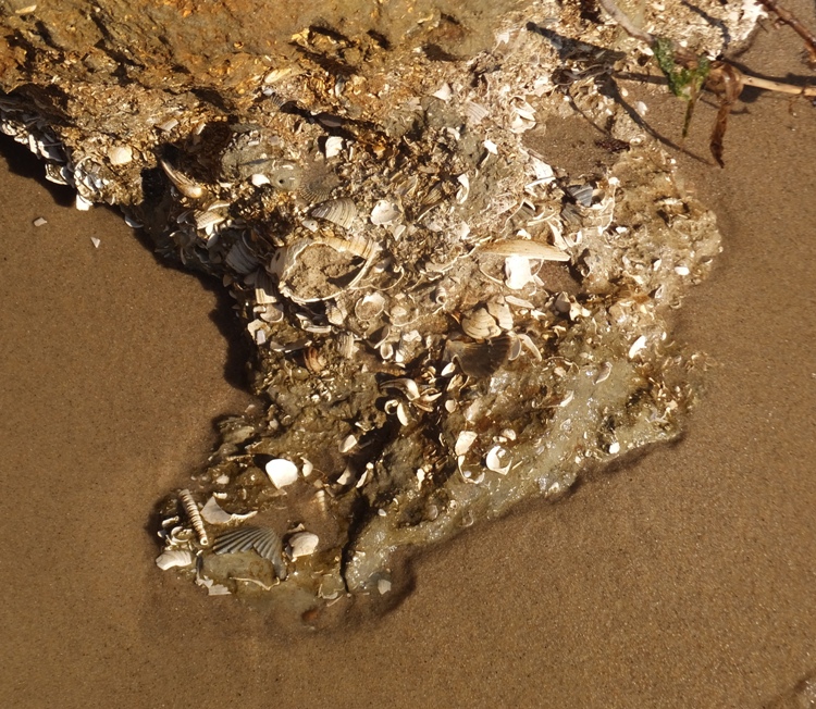 Shells at bottom of cliff