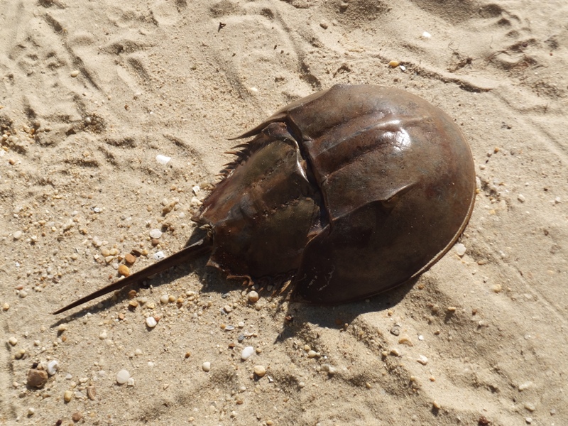 Large horseshoe crab