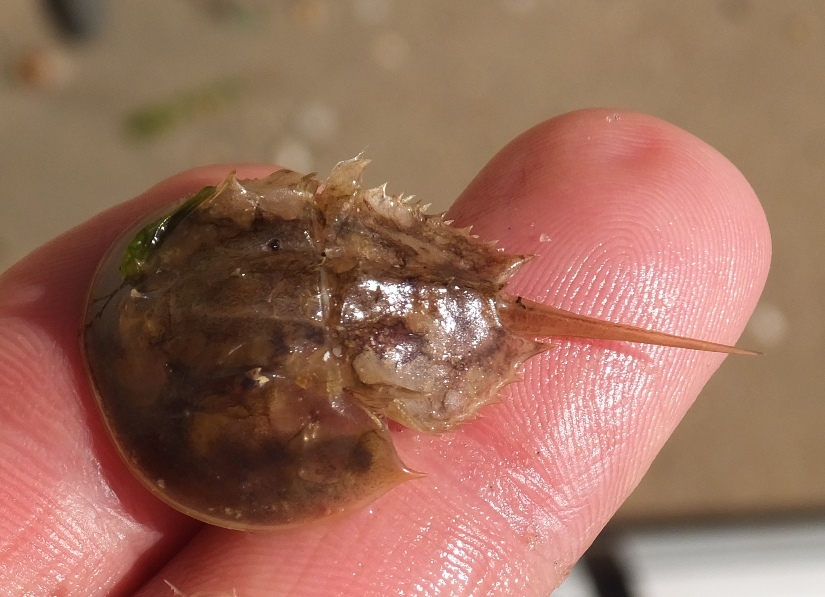 Very small horseshoe crab molt in my hand
