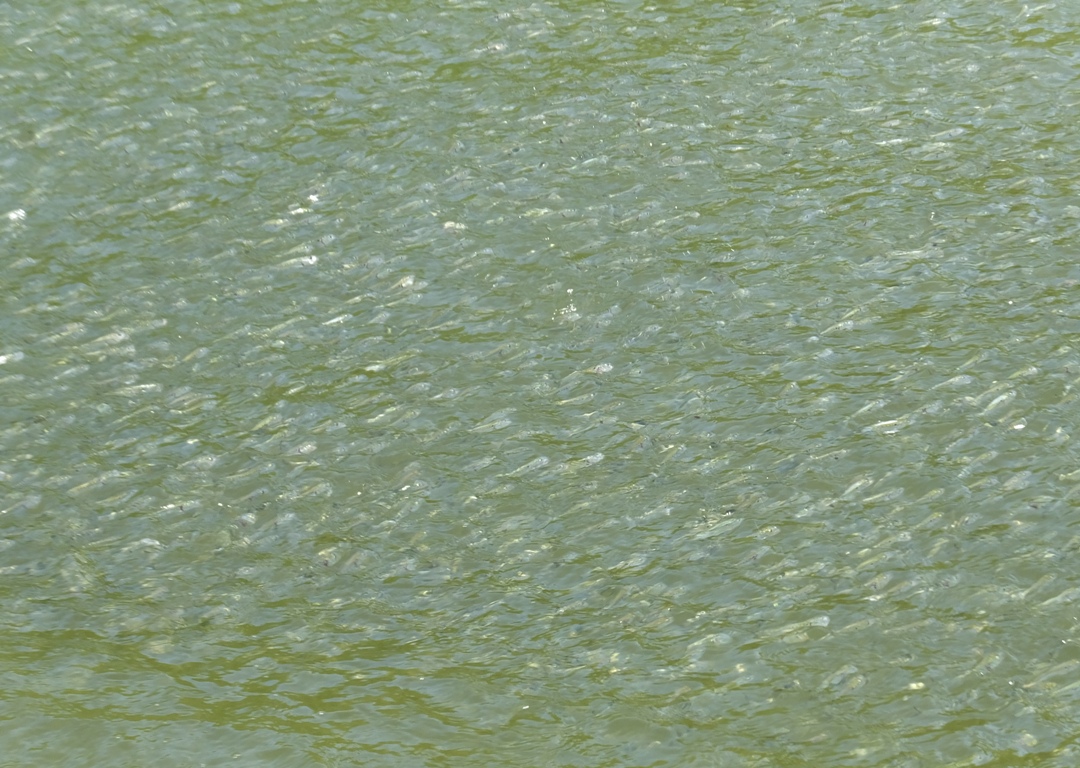 Zoomed-in view of school of fish