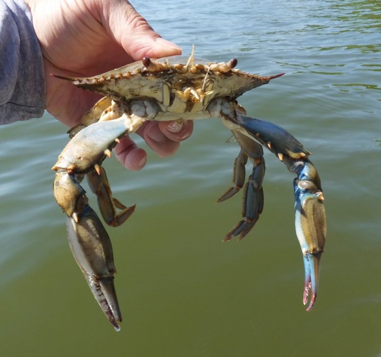 Dead blue crab