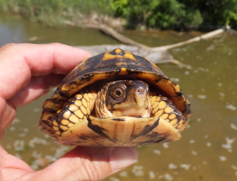 Box turtle in my hand