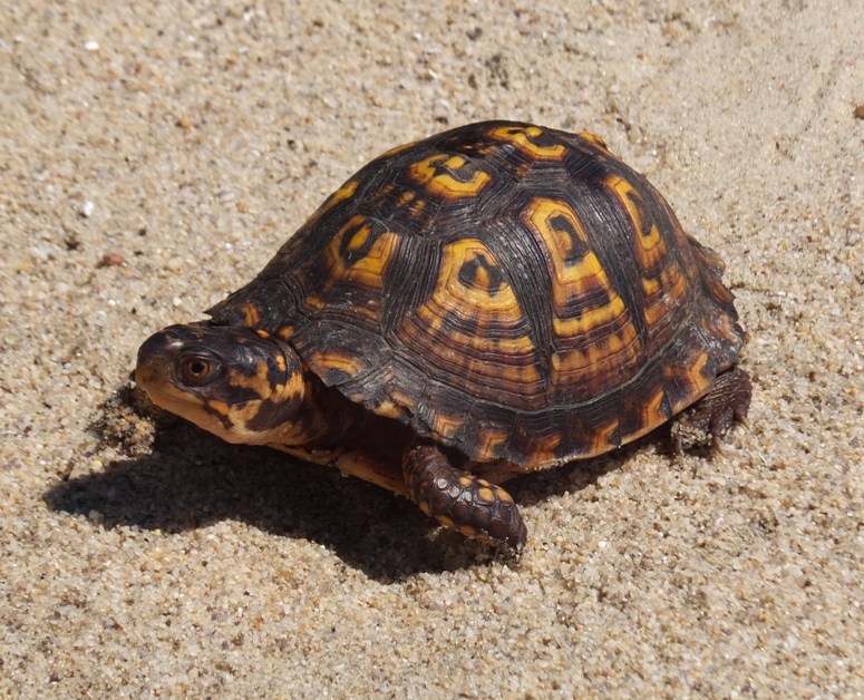 Box turtle set free, standing on a beach