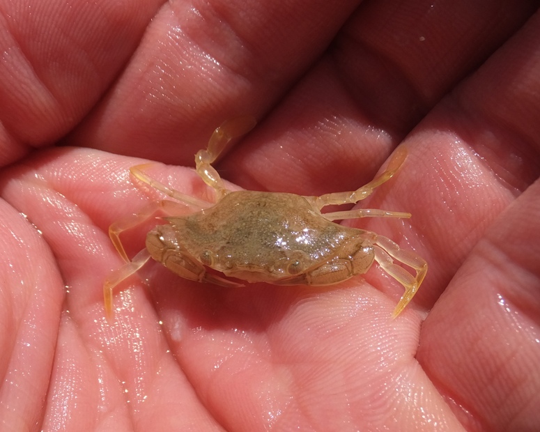 Small crab in my hand