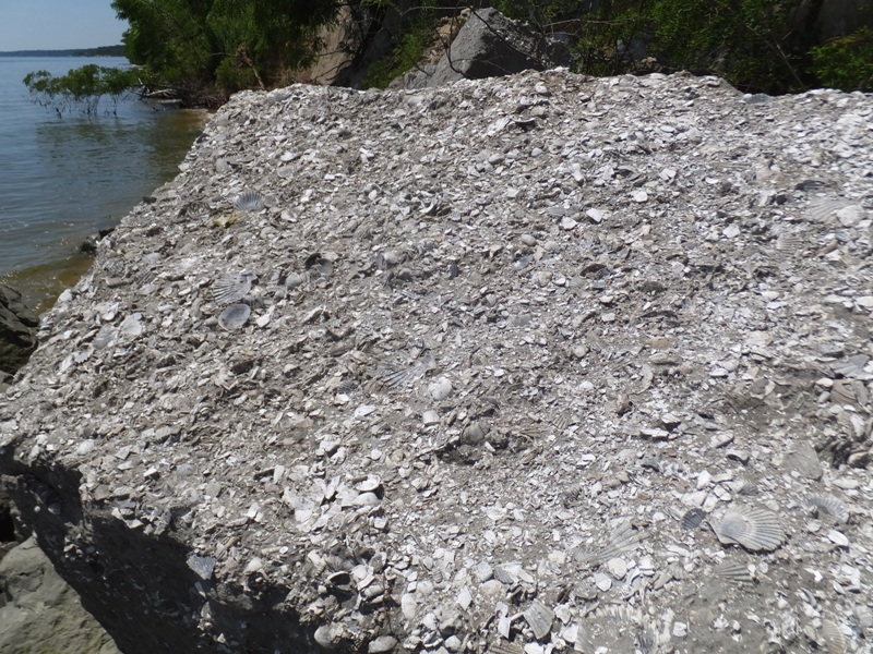 Chunk of earth packed with shells