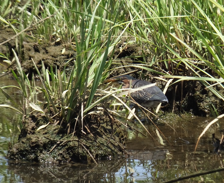 Green heron in the bay grasses facing away