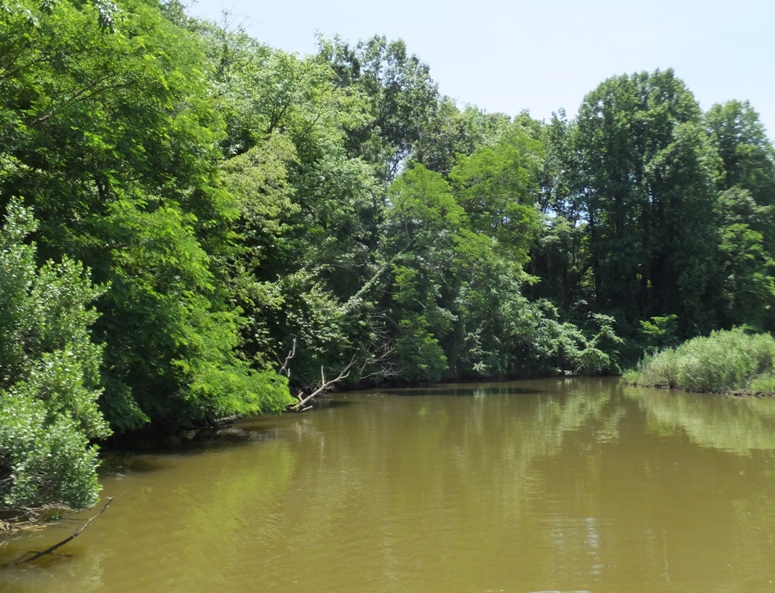 Trees lining Plum Point Creek