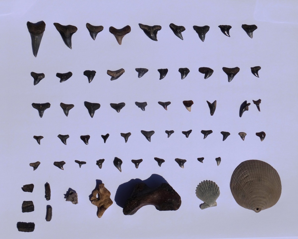 Things I found while shark tooth hunting