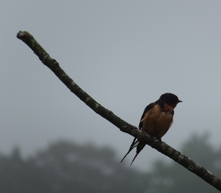 Barn swallow on branch