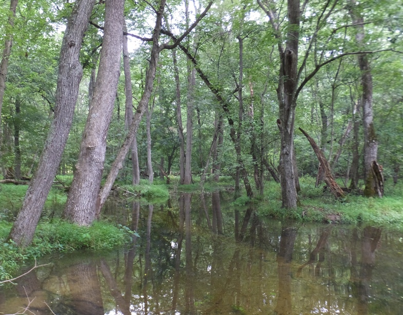 Narrow wooded stream