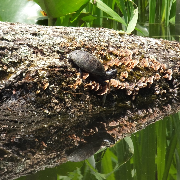 Turtle on fungi-covered log