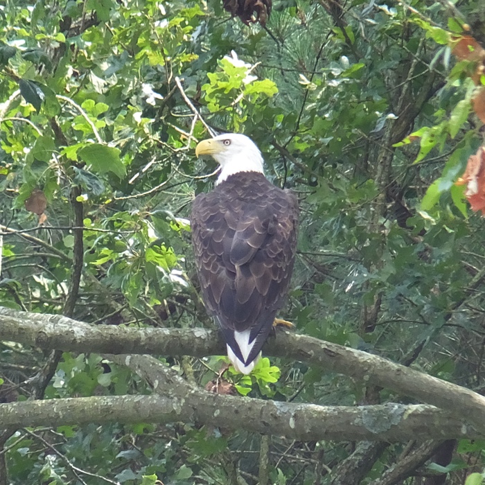Bald eagle in tree