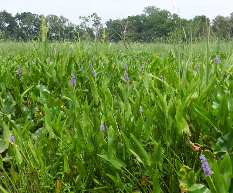 Vegetation on the shore