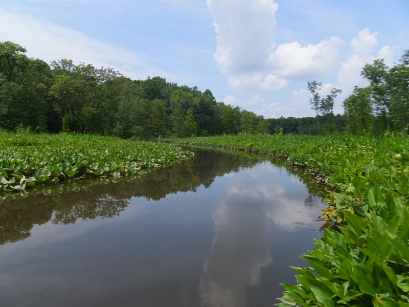 Well-defined waterway between the spatterdock