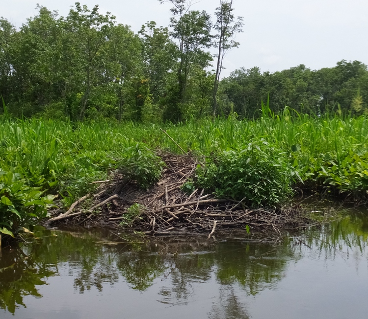 Beaver lodge
