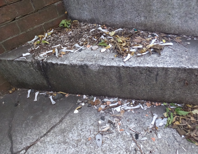 Various small animal bones litter the stone stairway
