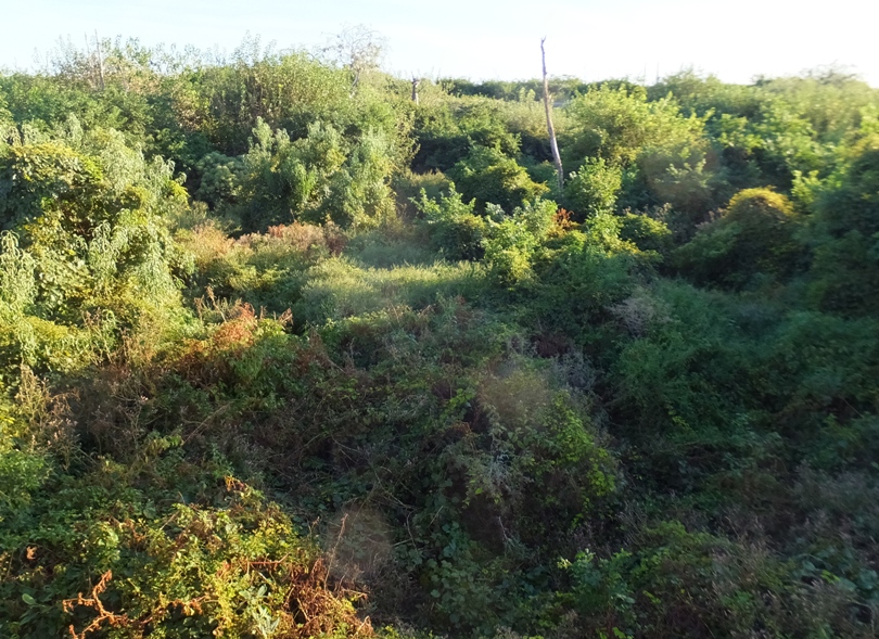 Dense greenery looking southwest across fort from roof