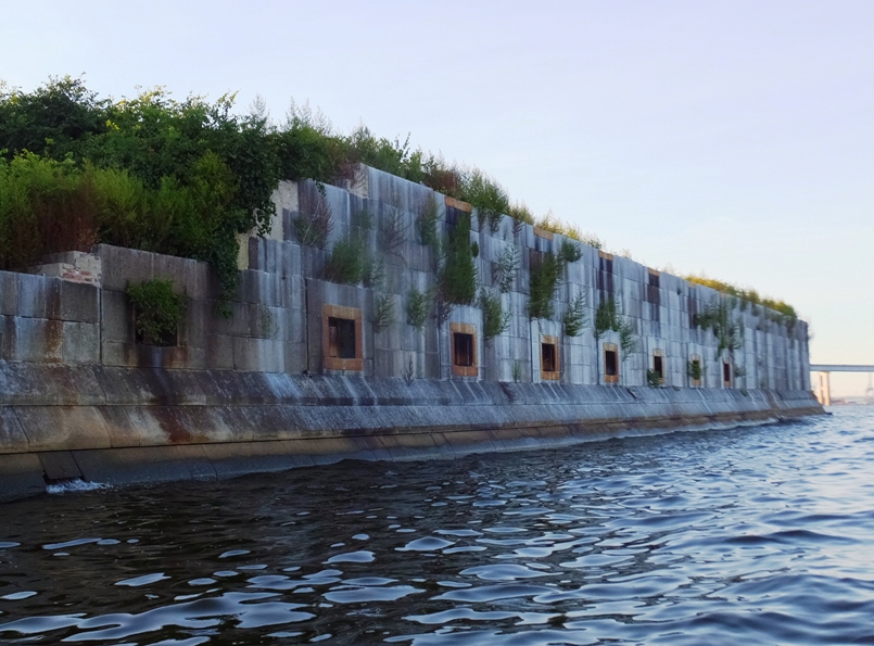 Plants growing in cracks in the wall