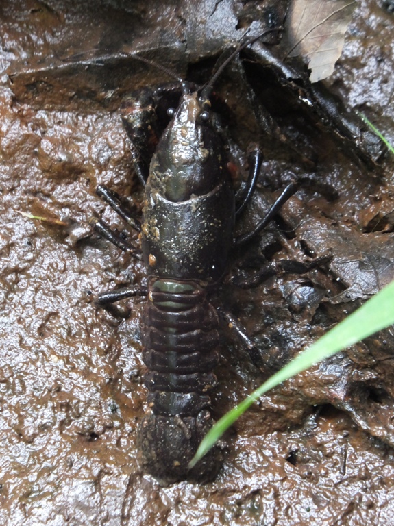 Crayfish in mud