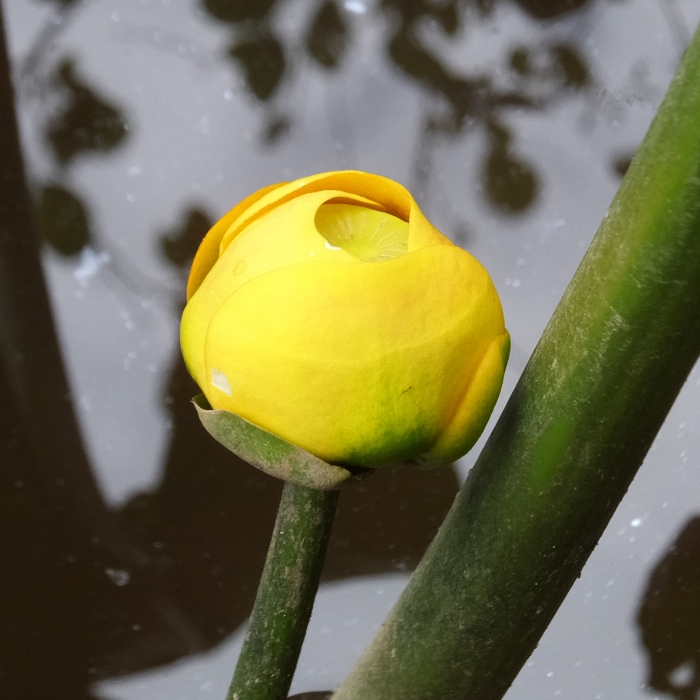 Spatterdock flower