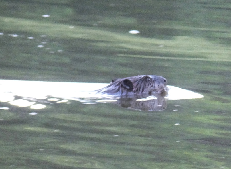 Beaver swimming