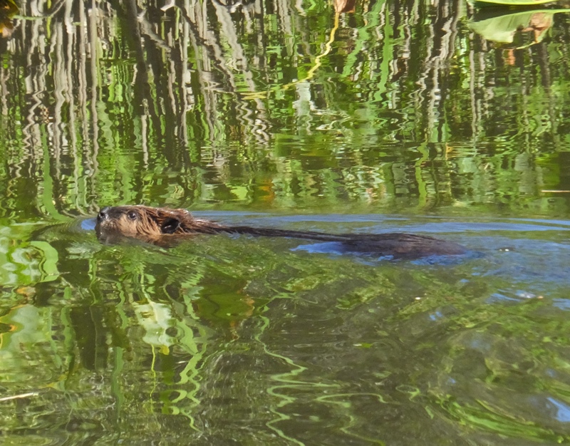 Side view of beaver swimming