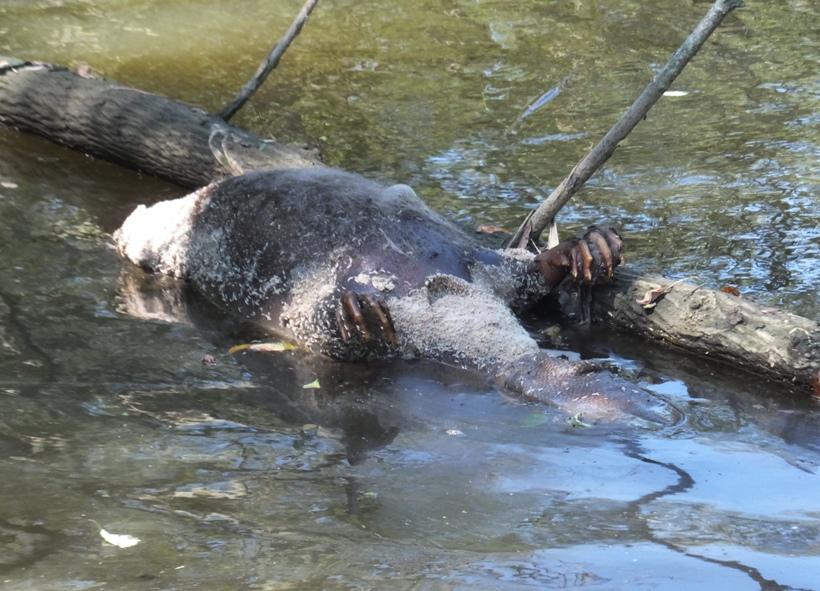 Dead, bloated beaver on the water
