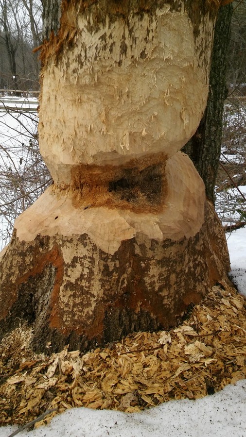 Heavily chewed tree, still standing