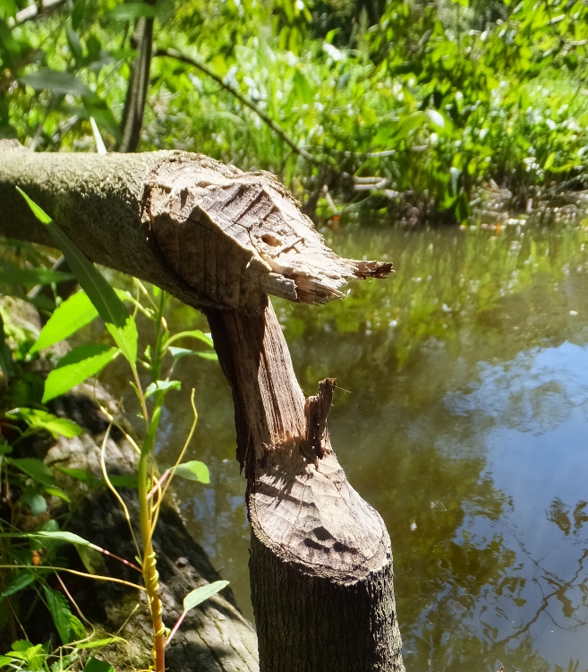 Small tree that fell due to beaver activity
